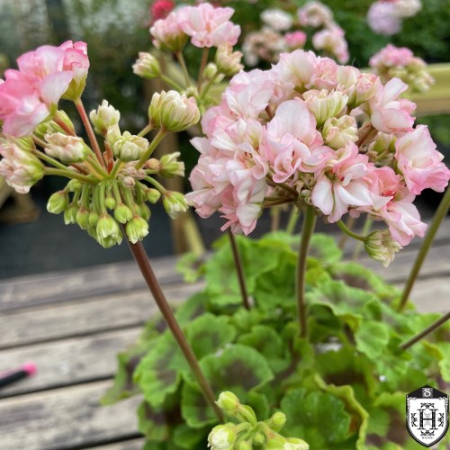 Pelargonium 'Odensjö Leonora' - Pelargoon 'Odensjö Leonora' P9/0,55L 